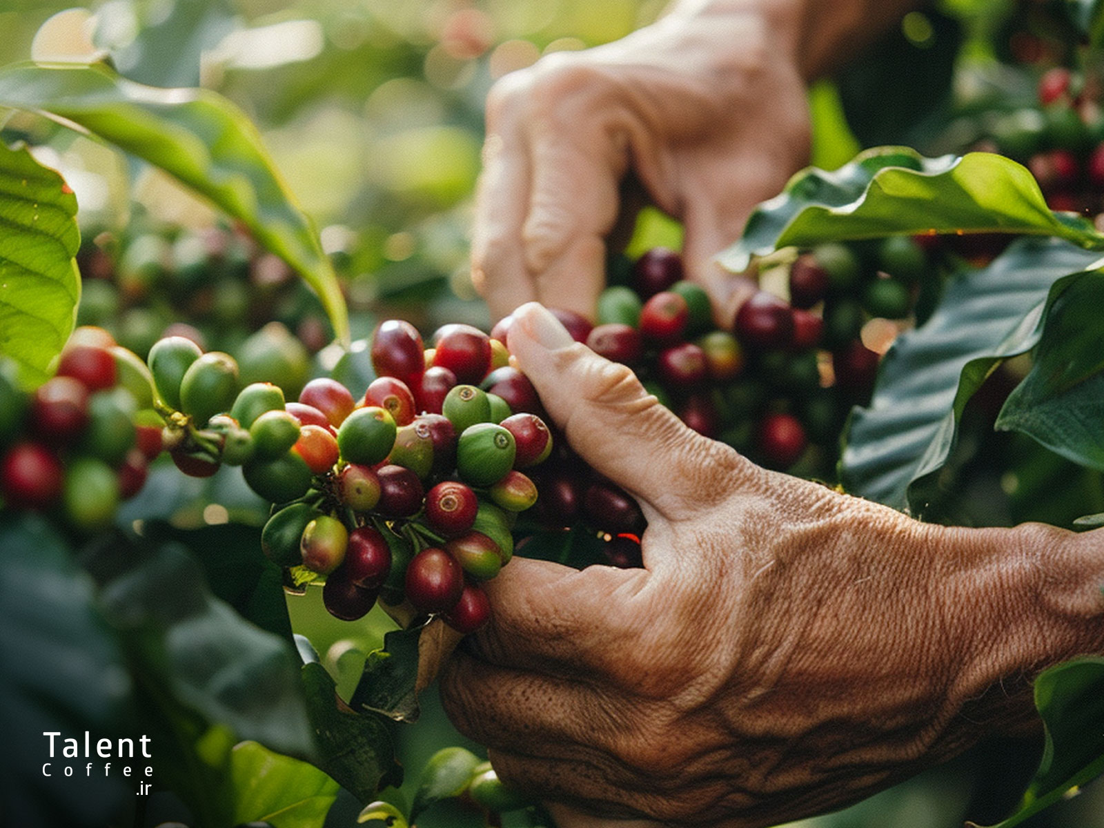 تفاوت قهوه اسپشیالتی با قهوه تجاری در منوی کافه