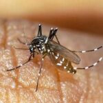 خطر ۴ بیماری مهم پس از بارندگی‌ها جزیره کیش را تهدید می‌کند