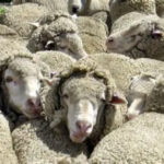 سیاه‌زخم (شاربن): قاتل خاموش گوسفندان