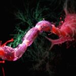 مبارزه با پیری مغز با کاهش ۳۰ درصدی کالری دریافتی