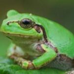 کشف داروی قدرتمند ضدسرطان در قورباغه درختی ژاپنی