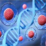 کشف یک ژن غیر کُد کننده که رشد سلول‌های بزرگ را کنترل می‌کند