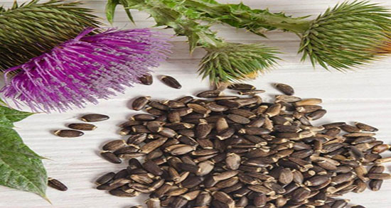 خارمریم با این ترکیبات برای درمان بیماری کبد خوب است