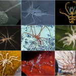 عنکبوت دریایی: موجود عجیبی که بدنش در پاهایش است!