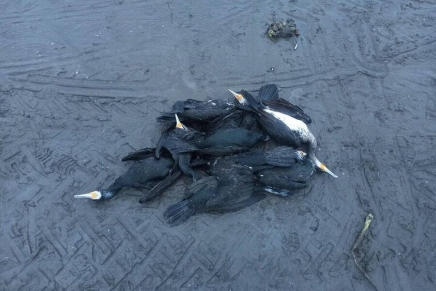 مرگ تلخ باکلان‌ها در انزلی / ماجرا چیست؟