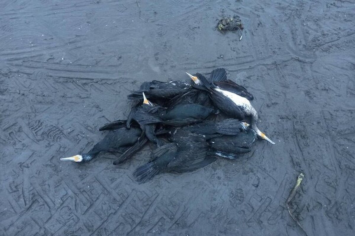 مرگ تلخ باکلان‌ها در انزلی / ماجرا چیست؟