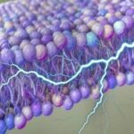 کشف یک منبع پنهان انرژی در سلول‌های انسان