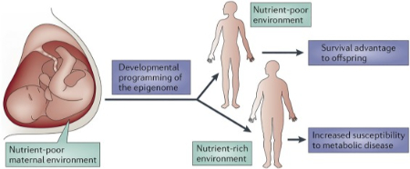رژیم غذایی بارداری و پروتئین