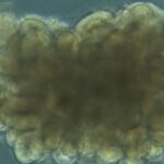 دانشمندان «مینی‌مغز» ساختند و به آن حل مسئله یاد دادند