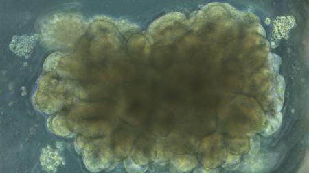 مغز،اخبار پزشکی،خبرهای پزشکی مغز،اخبار پزشکی،خبرهای پزشکی