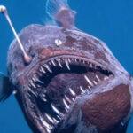 قلابچه‌ماهی: شکارچی نورانی اعماق دریا با قلاب مرگبار!