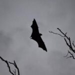 مرگ زنی در بنگلادش بر اثر ویروس «نیپا»