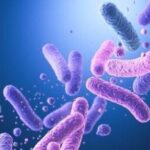 کدام نوع پروبیوتیک‌ حافظه را تقویت می‌کند؟