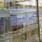 کشف قدیمی‌ترین ویروس سرماخوردگی جهان در ریه‌های زن ۳۰۰ ساله