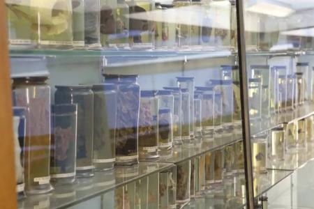 ویروس سرماخوردگی،اخبار پزشکی،خبرهای پزشکی ویروس سرماخوردگی،اخبار پزشکی،خبرهای پزشکی