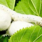 افزایش تولید پیله ابریشم در گلستان؛ نوغانداری سنتی در مسیر توسعه