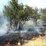 برنامه ریزی برای پیشگیری از آتش سوزی در ۱۲۰ هزار از جنگل های دهلران