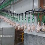 تأکید رئیس سازمان دامپزشکی بر ارتقای استانداردهای بهداشتی در کشتارگاه‌