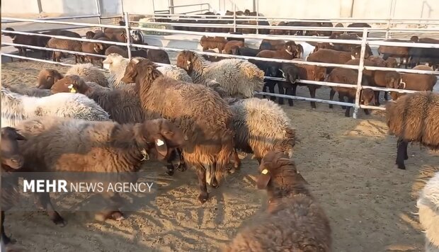 جهش نظارت‌های دامپزشکی در کردستان؛ از دارو تا صادرات فرآورده‌های دامی