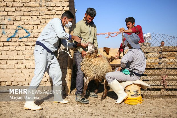جهش نظارت‌های دامپزشکی در کردستان؛ از دارو تا صادرات فرآورده‌های دامی