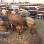 خروج دام مولد و پرواری از ایلام ممنوع شد