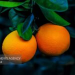 خواص ویتامین C را بشناسیم