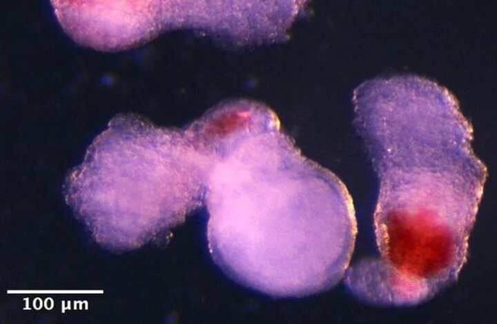 قبل از تعرض به انستیتو پاستور نمونه‌های سلولی خارج شده بودند