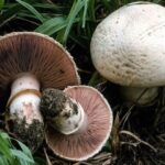 هشدار جدی به مردم؛ سم قارچ‌های کوهی با پختن از بین نمی‌رود