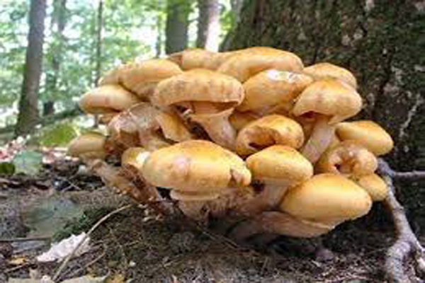 هشدار جدی به مردم؛ سم قارچ‌های کوهی با پختن از بین نمی‌رود