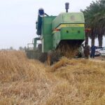 پیش‌بینی برداشت بیش از ۲۲ هزار تن گندم در دلگان