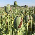 کشف و امحای مزرعه کشت خشخاش در هندیجان