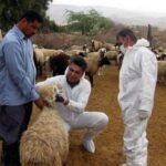 کیخا: ارائه خدمات رایگان دامپزشکی در مناطق محروم