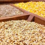 ۱۰۸ میلیون تن ذرت با سامانه بازارگاه در مازندران تامین شد