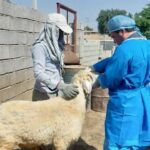 ۳۷۴ هزار راس دام در مازندران واکسیناسیون شد