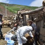 تلفات چند راس دام مشکوک به هاری در روستای چراپای اردبیل