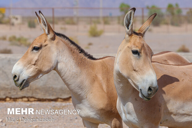 تکثیر گورخر آسیایی؛ بازگشت امید به دشت‌های قطرویه فارس