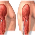 داروی جدید چاقی؛ کاهش وزن بدون تحلیل عضلات با ترکیب تیرزپاتید و اپیتگروماب