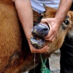 واکسیناسیون دام علیه تب برفکی در چهارمحال و بختیاری
