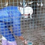 آغاز مرحله پانزدهم واکسیناسیون رایگان نیوکاسل در طیور بومی استان بوشهر