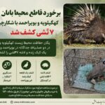 برخورد قاطع محیط‌بانان کهگیلویه و بویراحمد با شکارچیان؛ ۷ تشی کشف شد