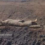 دریکوند: یوزپلنگ‌های آسیایی در منطقه امن مشاهده شدند