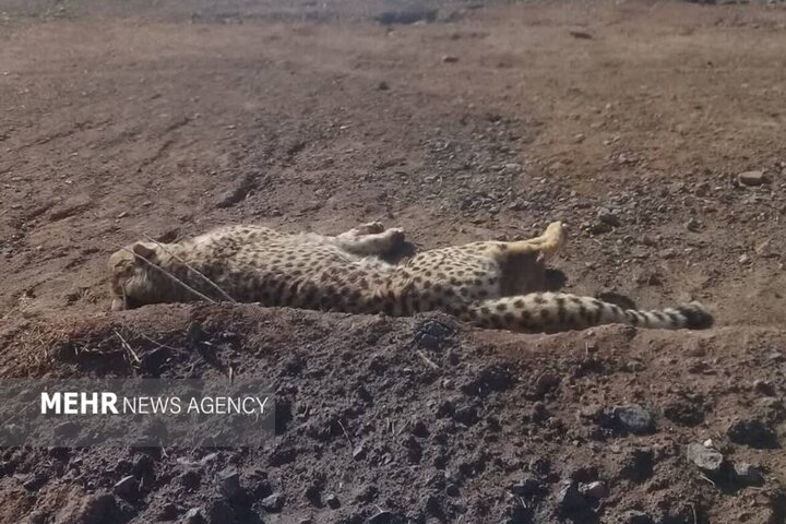 دریکوند: یوزپلنگ‌های آسیایی در منطقه امن مشاهده شدند