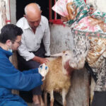 واکسیناسیون بیش از ۴.۴ میلیون رأس دام در آذربایجان شرقی طی سه ماه