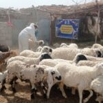 واکسیناسیون رایگان بیش از ۳ هزار رأس دام و قطعه طیور در میرجاوه