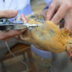 واکسیناسیون ۳۷۰ هزار قطعه طیور بومی سیستان و بلوچستان علیه نیوکاسل