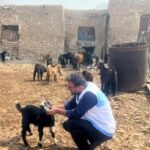 پایش سلامت دام‌ها در روستاهای شهرستان دیر
