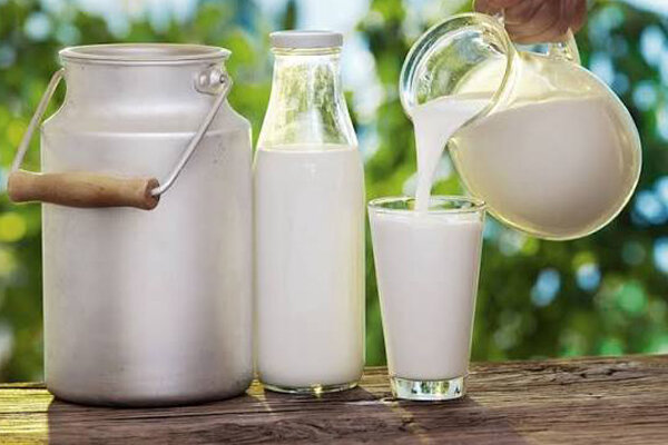 افزایش تولید شیر در آذربایجان شرقی