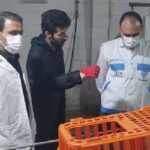 الزامات بهداشتی در کشتارگاه طیور اسلام‌آبادغرب رعایت شود