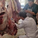 ایمانی‌سنجر: لاشه گاو مبتلا به سپتی‌سمی در سنقر امحا شد