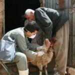 طرح واکسیناسیون بیش از ۲میلیون رأس دام در سیستان و بلوچستان
